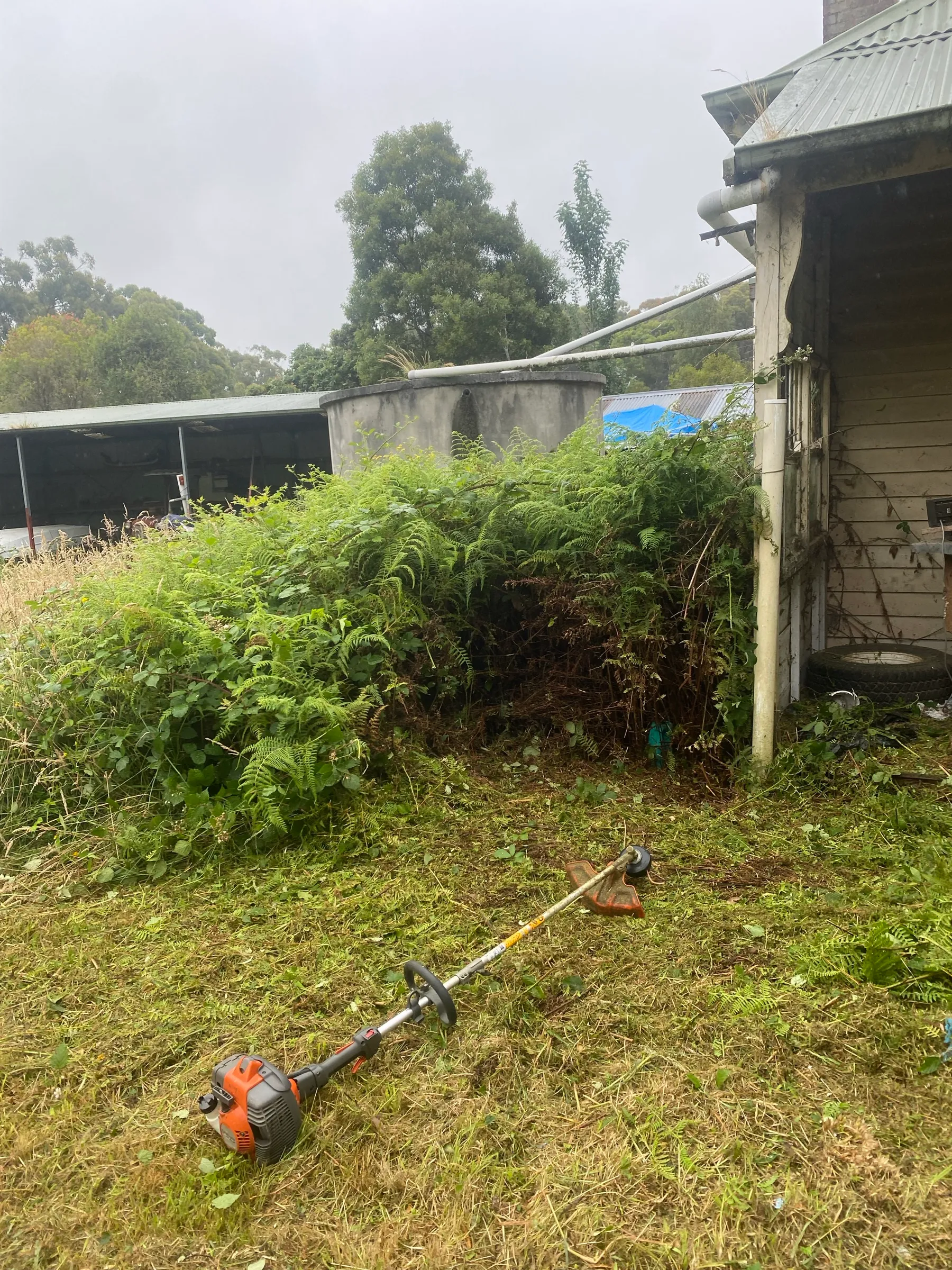 Overgrown grass beside a back deck